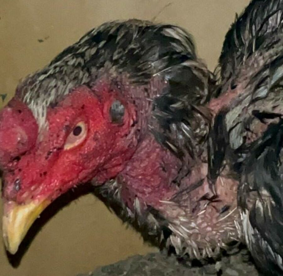 Imagem GALOS CHAPADAO 3